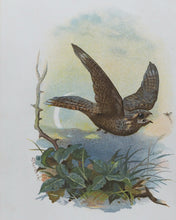 Load image into Gallery viewer, Familiar Wild Birds. [ORIGINAL  BINDINGS]. WALTER SWAYSLAND.  Published by London: Cassell &amp; Company, Limited, 1883.
