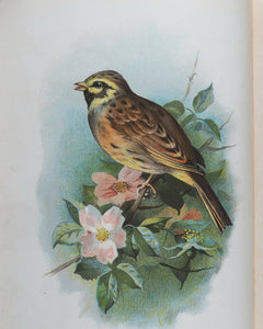 Familiar Wild Birds. [ORIGINAL  BINDINGS]. WALTER SWAYSLAND.  Published by London: Cassell & Company, Limited, 1883.