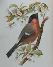 Load image into Gallery viewer, Familiar Wild Birds. [ORIGINAL  BINDINGS]. WALTER SWAYSLAND.  Published by London: Cassell &amp; Company, Limited, 1883.
