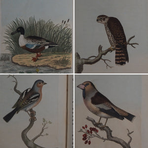 British Ornithology: being the History with a coloured representation of every known Species of British Birds. GRAVES, George (1784-1839). Publication Date: 1811 Condition: Good