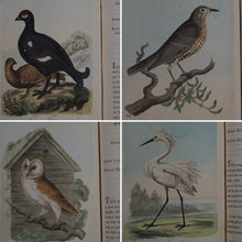 Load image into Gallery viewer, British Ornithology: being the History with a coloured representation of every known Species of British Birds. GRAVES, George (1784-1839). Publication Date: 1811 Condition: Good

