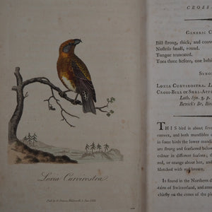 British Ornithology: being the History with a coloured representation of every known Species of British Birds. GRAVES, George (1784-1839). Publication Date: 1811 Condition: Good